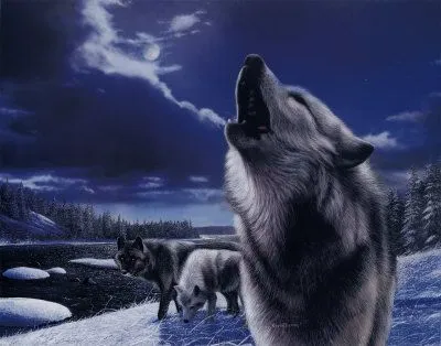 Lobos aullando Pósters por Kevin Daniel en AllPosters. Lobos aullando Pósters por Kevin Daniel en AllPosters.