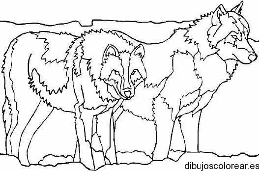 Lobos | Dibujos para Colorear