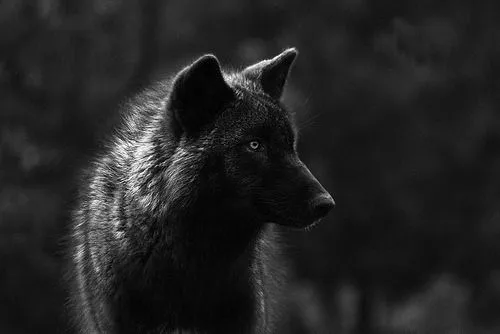 Lobos lindos - Imagui