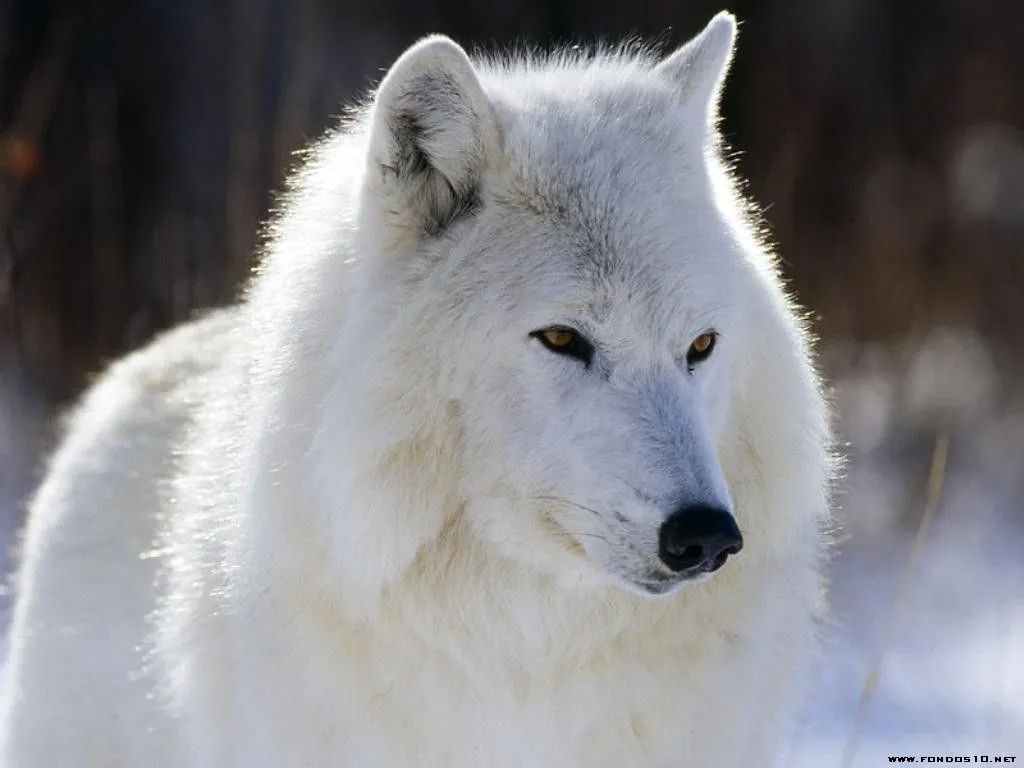 El lobo, siendo predador, se halla en una gran cantidad de ecosistemas ... El lobo, siendo predador, se halla en una gran cantidad de ecosistemas ...