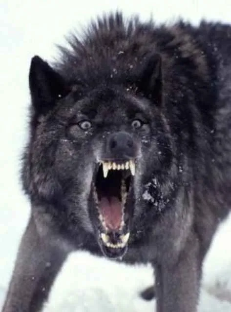 Lobos Negros en Pinterest | Lobos Grises, Lobo Gris y Lobos Blancos