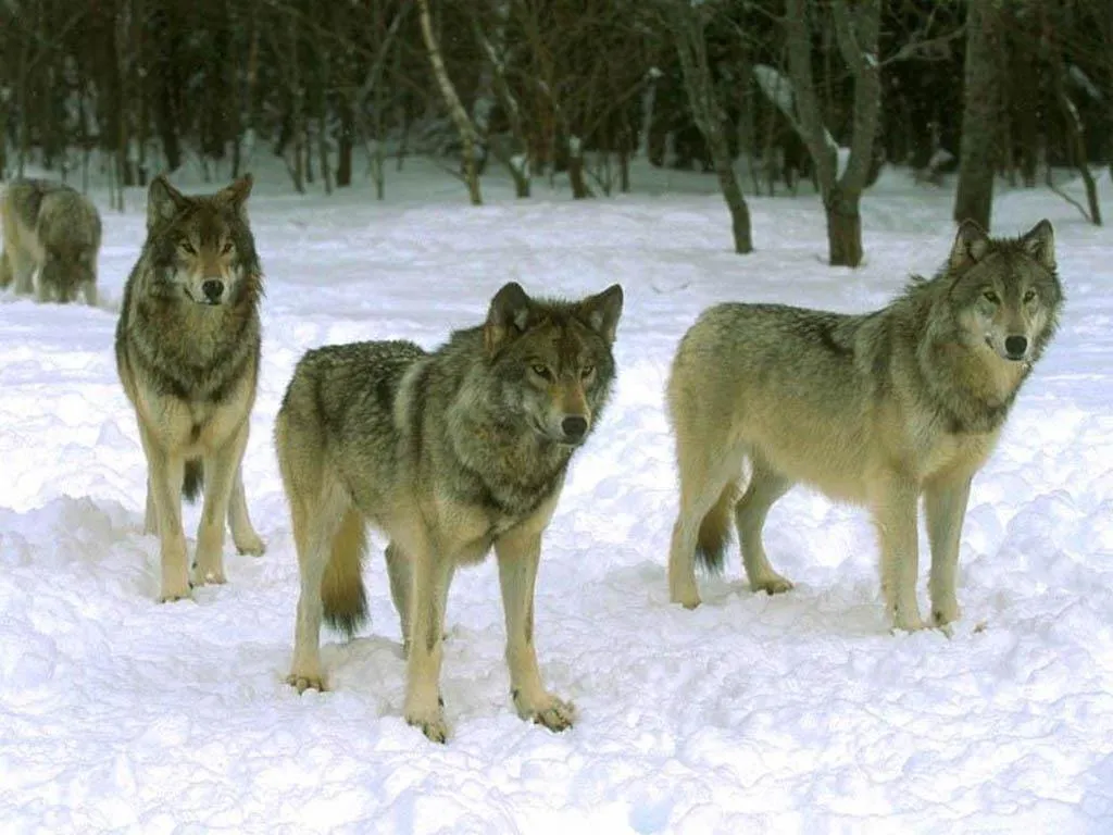 Los lobos pueden seguir la mirada de los humanos - Bitnavegantes Los lobos pueden seguir la mirada de los humanos - Bitnavegantes