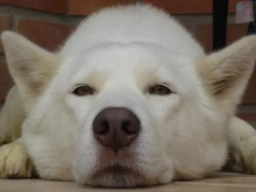 Fotos de Perra Husky Siberiano, Lobo Siberiano busca novio. Muy Linda ... Fotos de Perra Husky Siberiano, Lobo Siberiano busca novio. Muy Linda ...