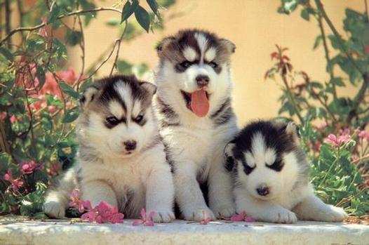 Perros lobos bebés ojos azules - Imagui