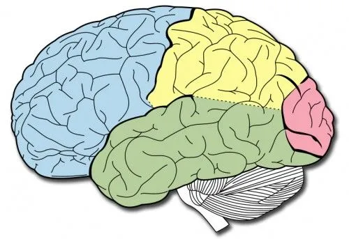Los lóbulos del cerebro y sus funciones | Neuromarca