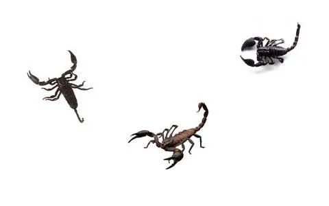 Logos con escorpiones - Imagui