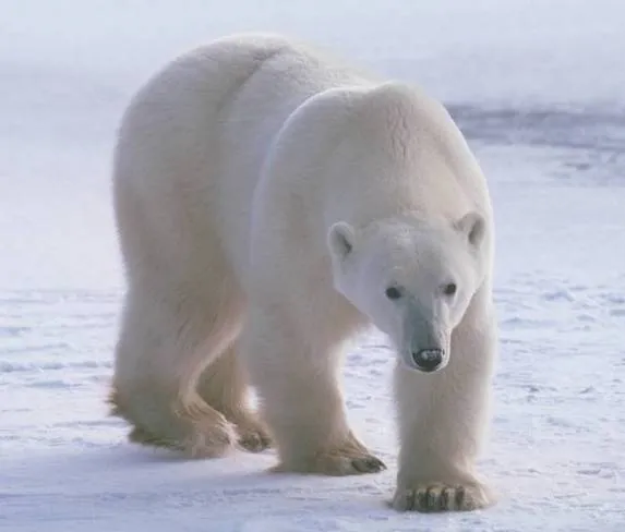 Logos de oso polar - Imagui