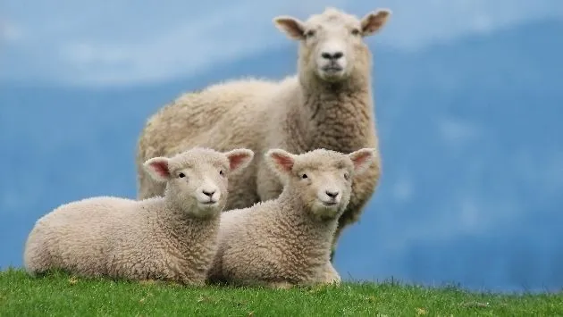 Logran secuenciar genoma de la oveja | Impresa | Peru21