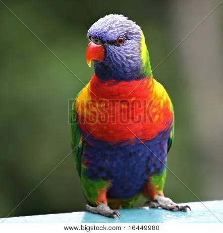 Loro arco iris australiano Fotos stock e Imágenes stock | Bigstock