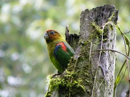 El loro multicolor es el ave emblema de Caldas - Loro Libre -