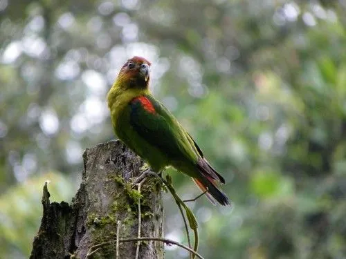 El loro multicolor es el ave emblema de Caldas - Loro Libre -