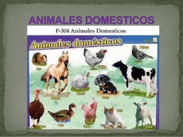 los-animales-domesticos- ...