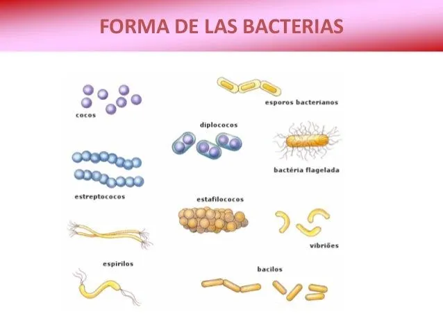 los-dominios-archeobacteria-y- ...