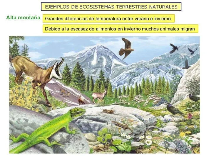 los-ecosistemas-de-la-tierra- ...