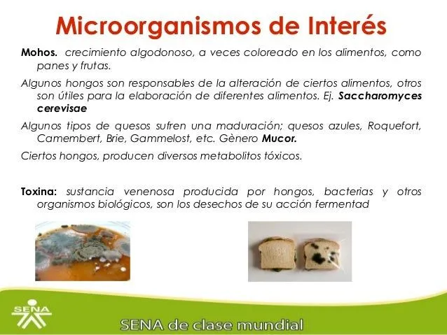 los-microorganismos- ...