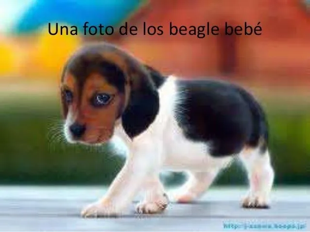 los-perros-de-la-raza-beagle-9 ...