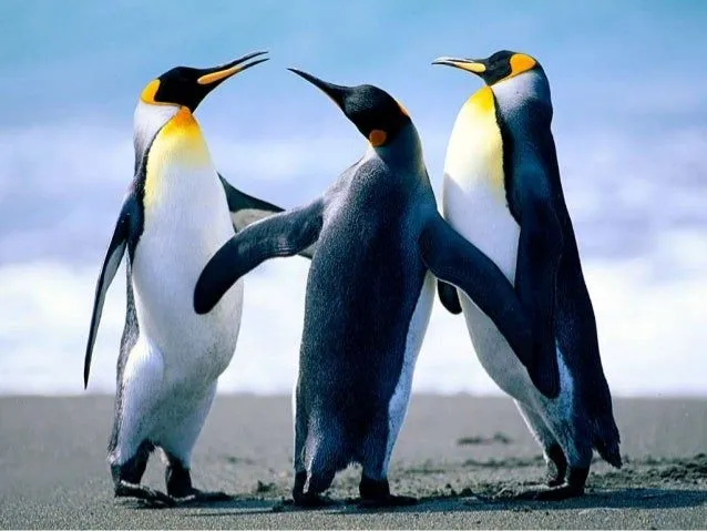 los-pinguinitos-1-638.jpg?cb= ...