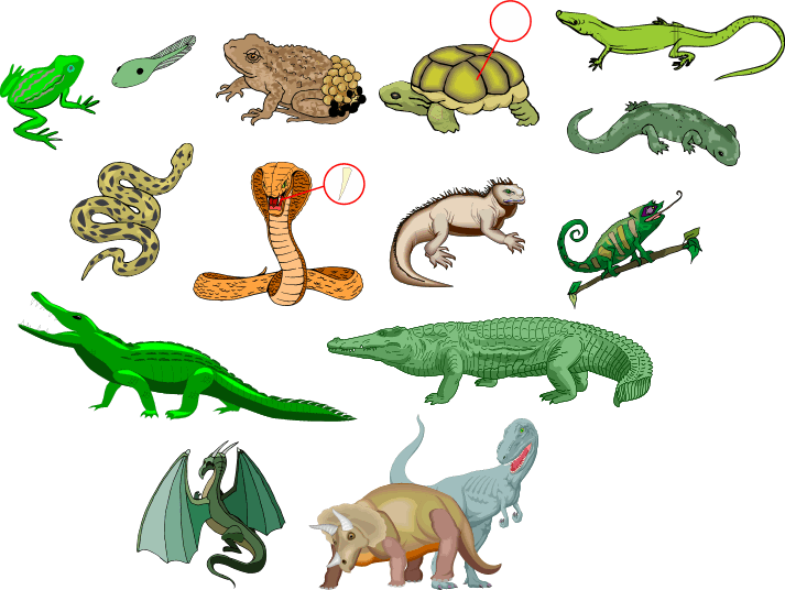 Dibujos de reptiles y anfibios - Imagui