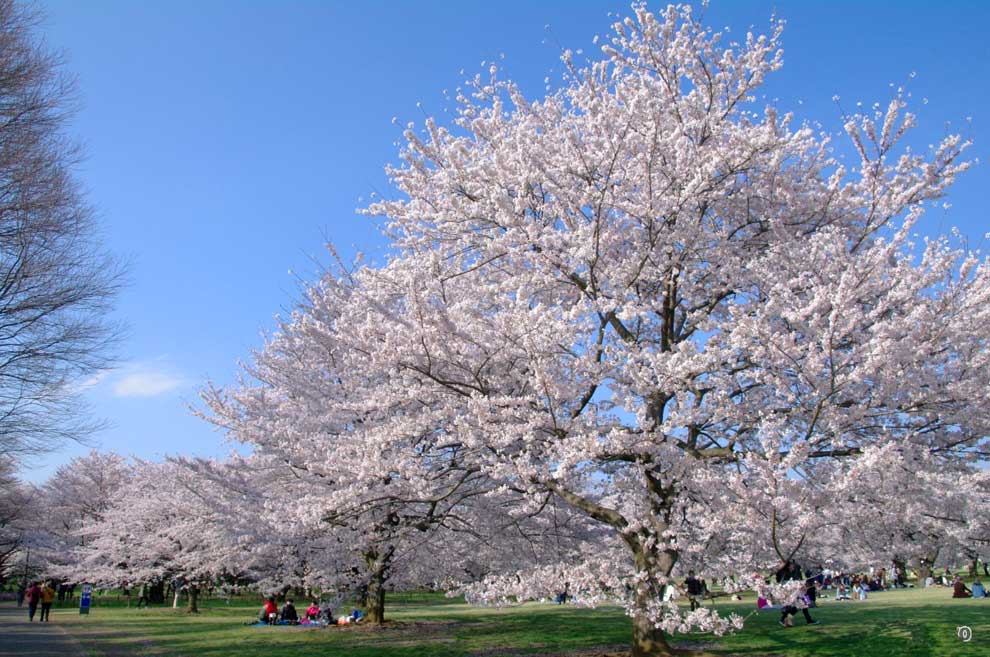 Así lucen cada primavera los cerezos en flor en Tokyo
