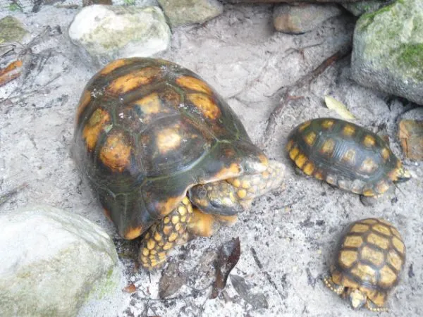 Conocer Lugares turisticos del peru : tortugas de la selva peruana Conocer Lugares turisticos del peru : tortugas de la selva peruana