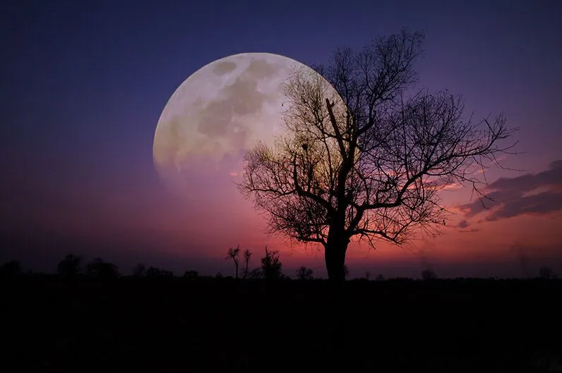 La luna y el árbol - Moon and tree - Fotos bonitas | BANCO DE IMÁGENES