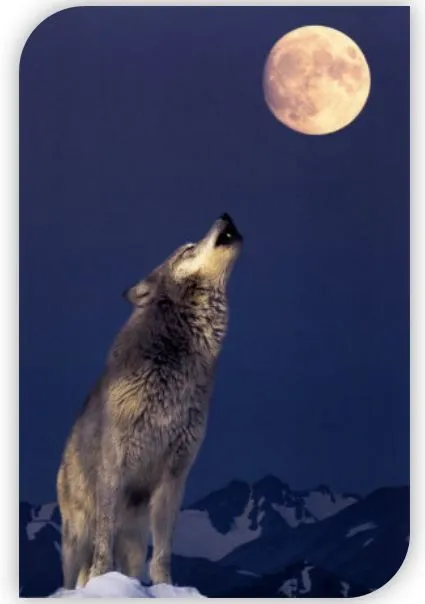 Luna Llena del Lobo | Moonmentum