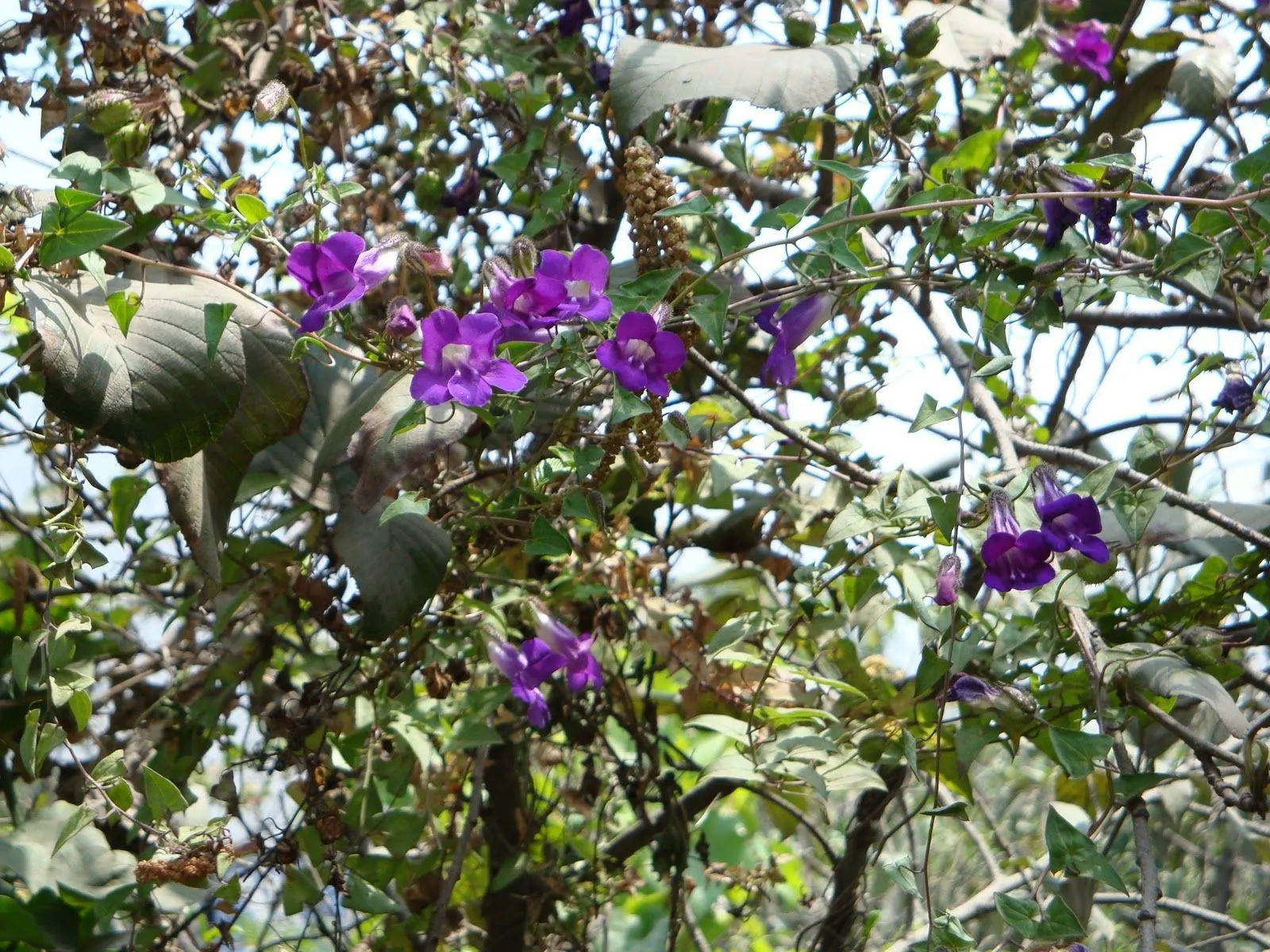 LUNA VERDE: FLORES AZULES, MORADAS Y LILAS... LUNA VERDE: FLORES AZULES, MORADAS Y LILAS...