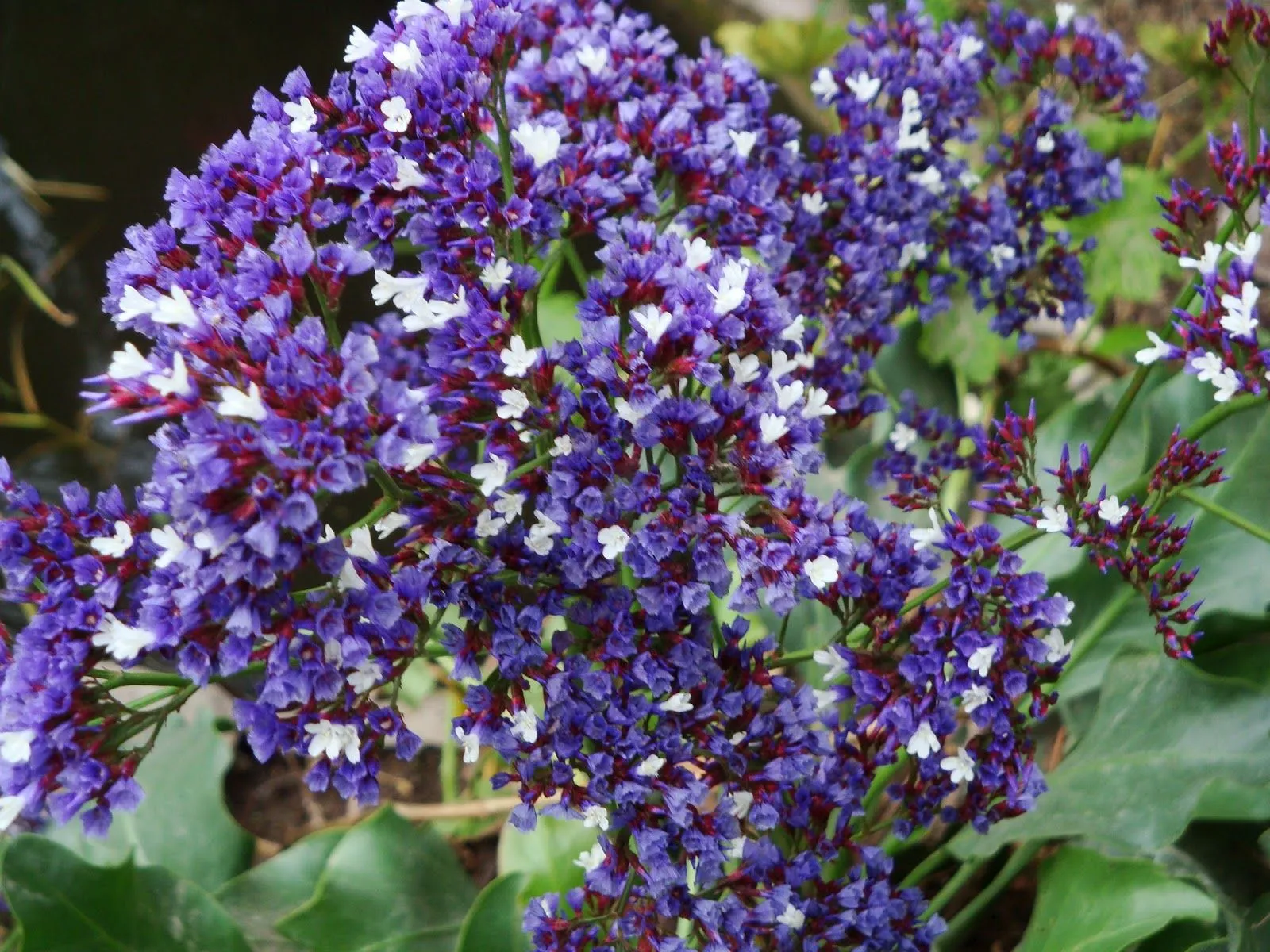 LUNA VERDE: FLORES AZULES, MORADAS Y LILAS...