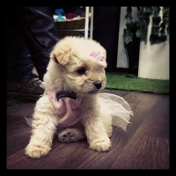 Lupita #Poodle bebé con su disfraz de bailarina. #dogs #perros ...