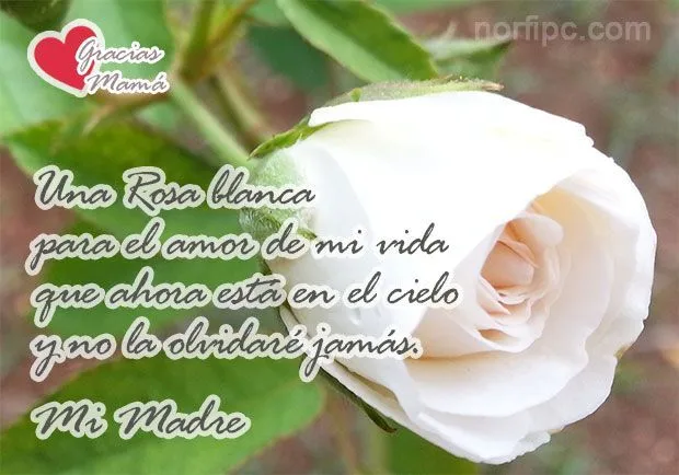 Una Rosa blanca para el amor de mi vida que ahora está en el cielo ...