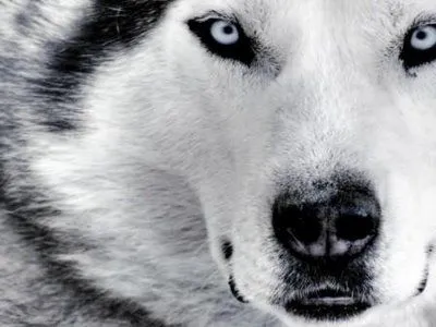 Me hablabas con el silencio de los lobos ojos en la noche Me hablabas con el silencio de los lobos ojos en la noche