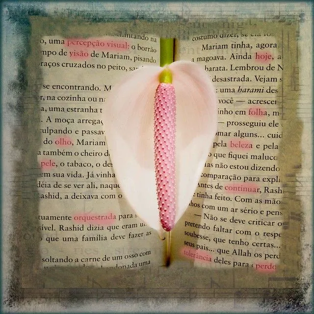 Luz, flor, palabras, letras y música | Flickr - Photo Sharing! Luz, flor, palabras, letras y música | Flickr - Photo Sharing!