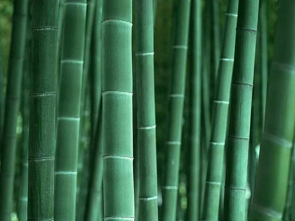 La madera Compone el mobiliario, se encuentra en plantas y flores, La madera Compone el mobiliario, se encuentra en plantas y flores,