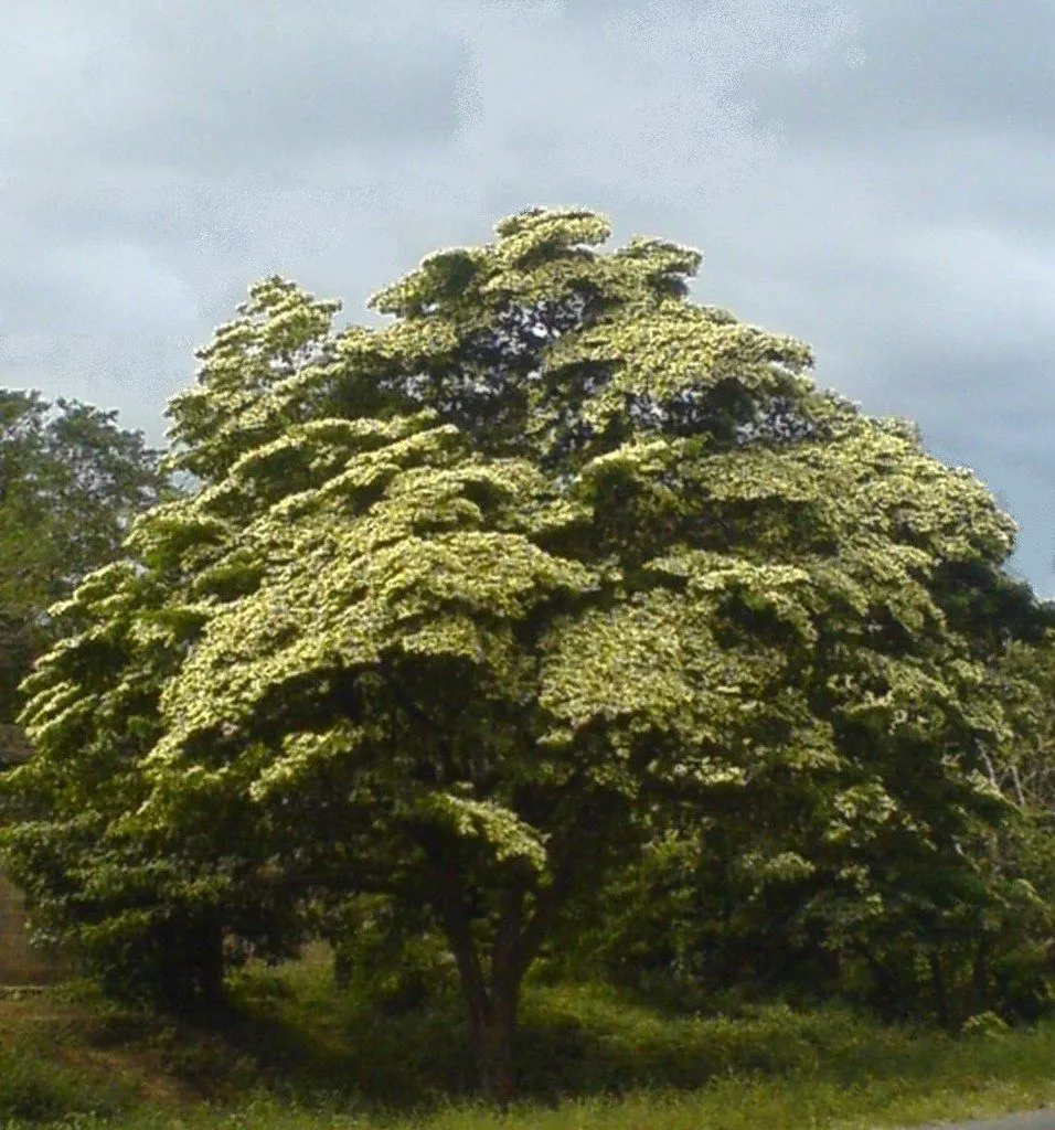 madroño - arbol nacional | este es el árbol nacional de nica… | Flickr