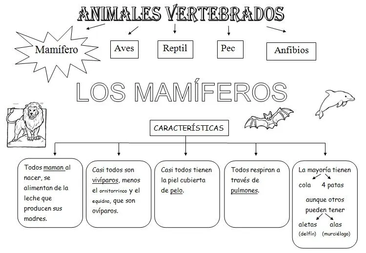 Imagenes de animales invertebrados y vertebrados para dibujar - Imagui