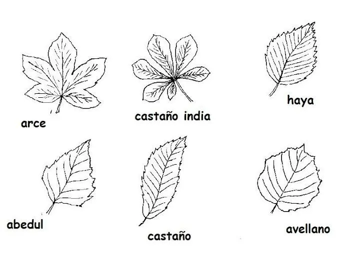 Maestra de Infantil: Hojas de otoño para colorear. Maestra de Infantil: Hojas de otoño para colorear.