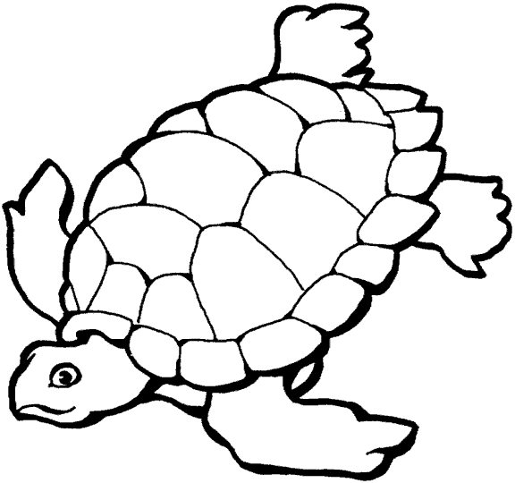 Tortuga marina dibujos para colorear - Imagui