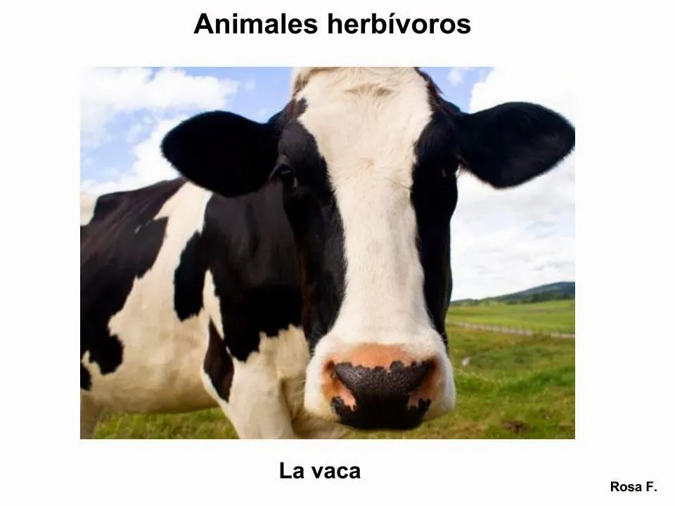 Maestra de Primaria: Animales herbívoros. Vocabulario en imágenes ...