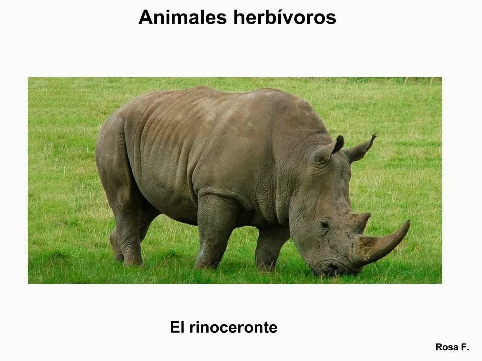 Maestra de Primaria: Animales herbívoros. Vocabulario en imágenes ... Maestra de Primaria: Animales herbívoros. Vocabulario en imágenes ...