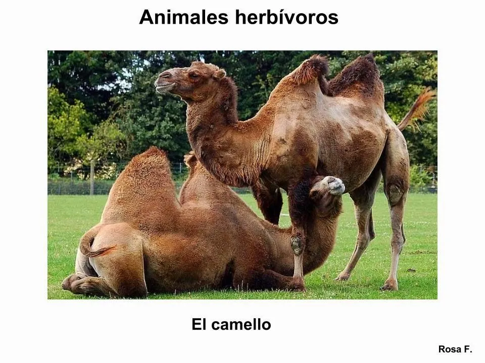 Maestra de Primaria: Animales herbívoros. Vocabulario en imágenes ... Maestra de Primaria: Animales herbívoros. Vocabulario en imágenes ...