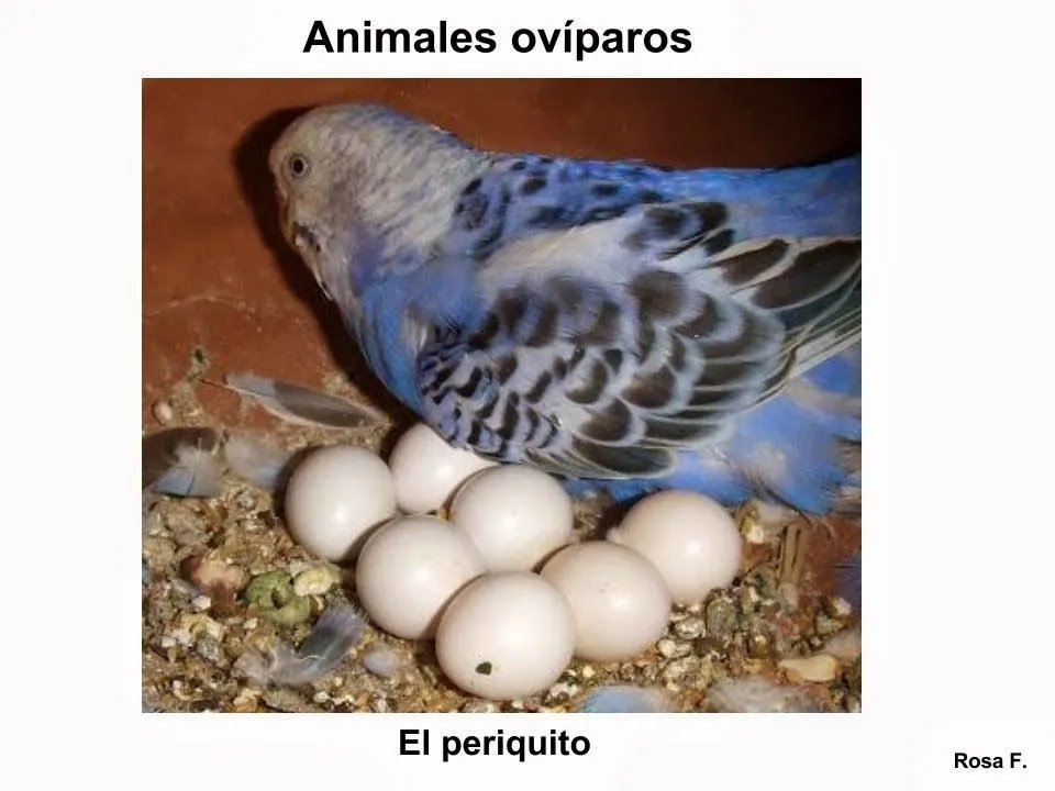 Vocabulario en imágenes. Maestra de Infantil y Primaria.: Animales ...