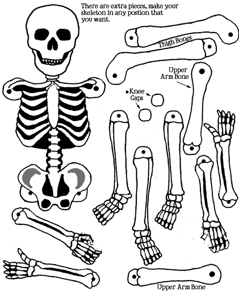 Maestra de Primaria: El cuerpo humano. Esqueletos para montar.