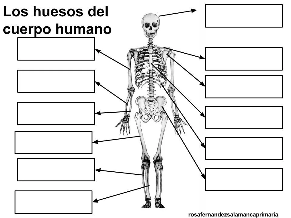 Maestra de Primaria: Los huesos y los músculos del cuerpo. El aparato  locomotor.