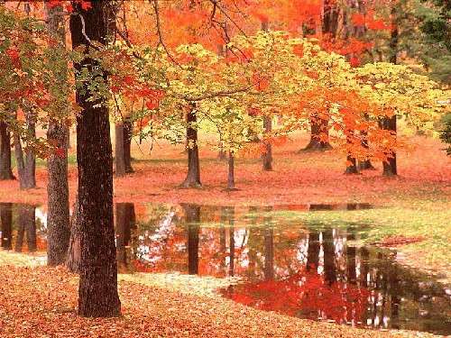 La magia de la Diosa: DIETAS DEPURATIVAS PARA EL OTOÑO La magia de la Diosa: DIETAS DEPURATIVAS PARA EL OTOÑO