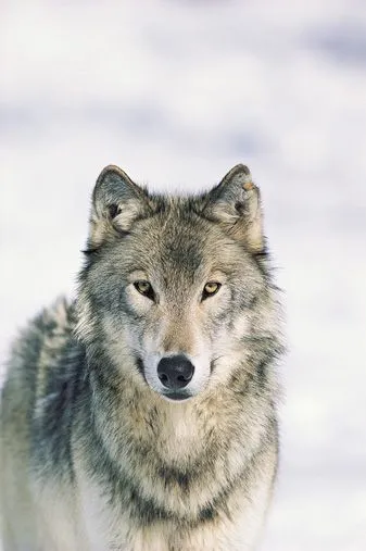 LA MÀGIA DE LES PARAULES: VIS DIN LUP: Sueño de lobo LA MÀGIA DE LES PARAULES: VIS DIN LUP: Sueño de lobo