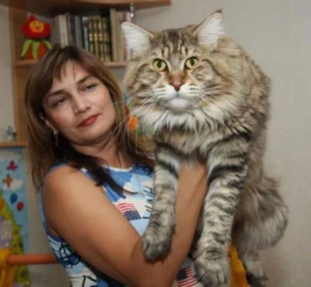 Maine Coon, la raza de gatos gigantes - Taringa! Maine Coon, la raza de gatos gigantes - Taringa!
