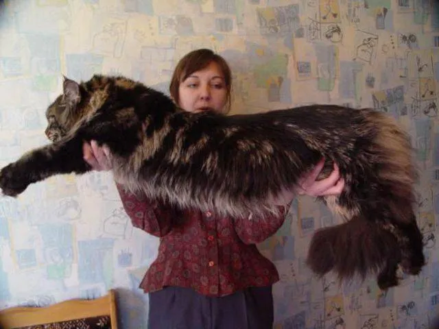 Maine Coon, la raza de gatos gigantes - Taringa! Maine Coon, la raza de gatos gigantes - Taringa!