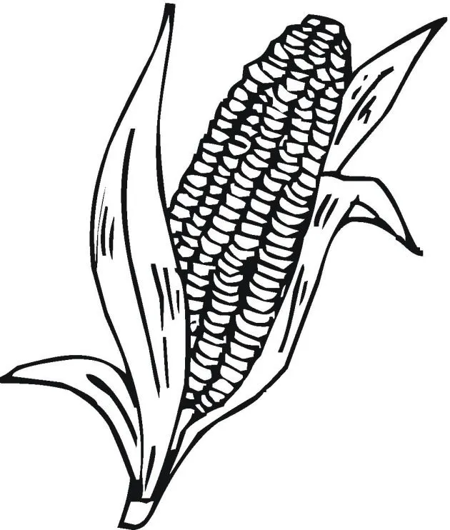 Dibujo para colorear de una planta de maiz - Imagui