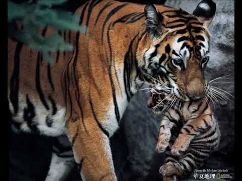 El Majestuoso Tigre de Bengala - YouTube
