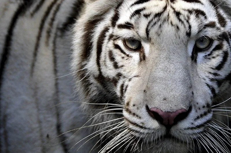 El majestuoso tigre blanco - Taringa!